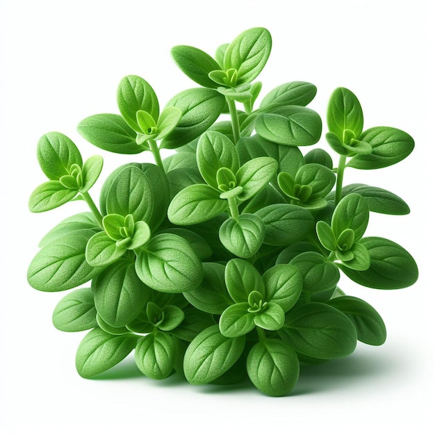 pianta di marjoram