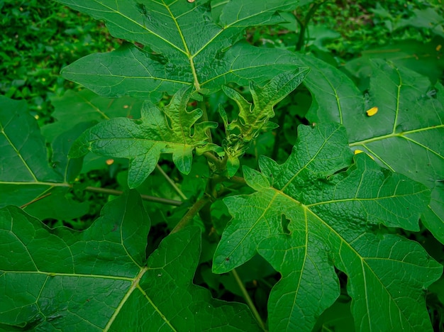 Pianta di melanzana o Takokak con il nome latino Solanum torvum