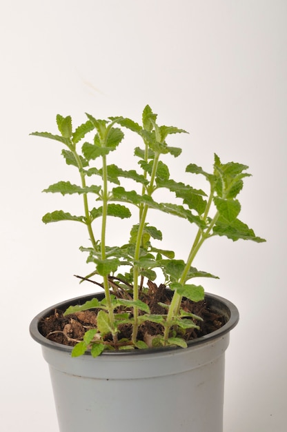 Pianta di menta fragola su sfondo bianco