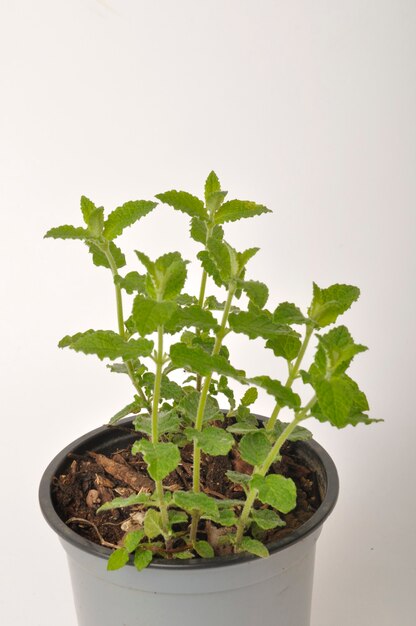 Pianta di menta fragola su sfondo bianco