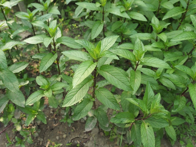 Pianta di menta piperita (Mentha piperita)