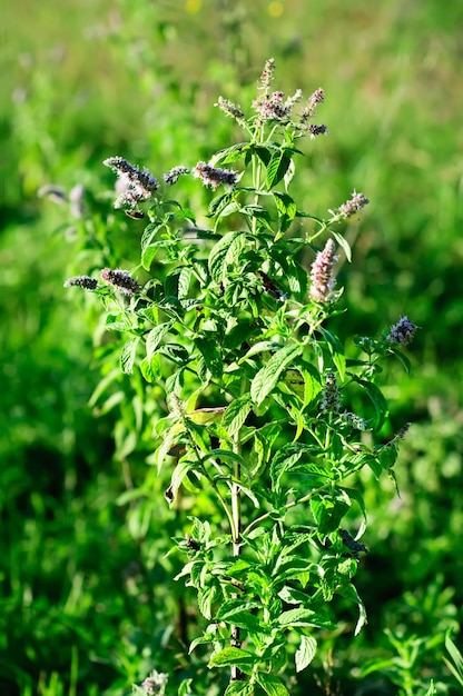 Pianta di menta