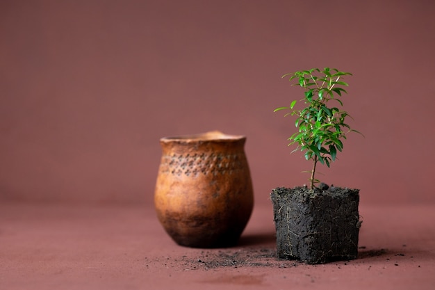 Pianta di mirto e vaso di argilla su fondo in terracotta