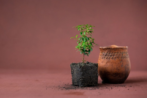 Pianta di mirto e vaso di argilla su fondo in terracotta