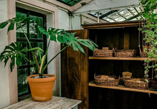 Pianta di Monstera in vaso di terracotta in serra