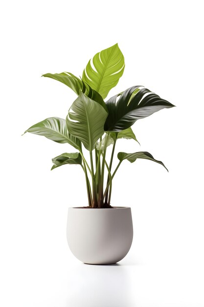 Pianta di monstera su sfondo bianco vaso di ceramica