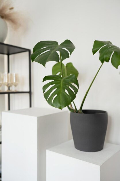 Pianta di Monstera tropicale in vaso nero