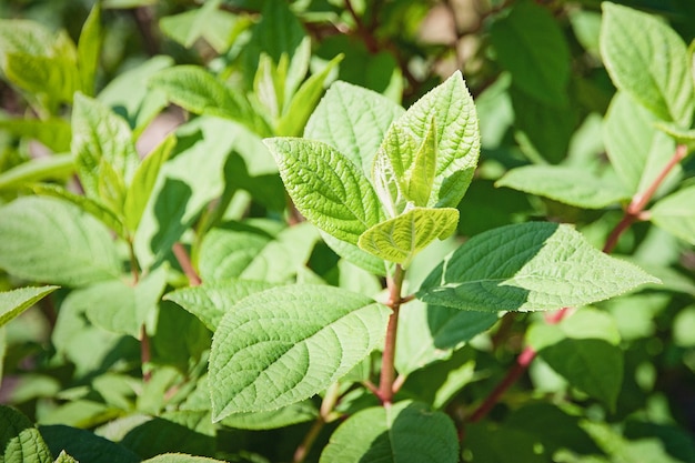 Pianta di ortensia in giardino Hydrangea paniculata Foglie verdi di ortensia a pannocchia in primavera senza fiori