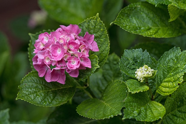 pianta di ortensia rosa dopo la pioggia