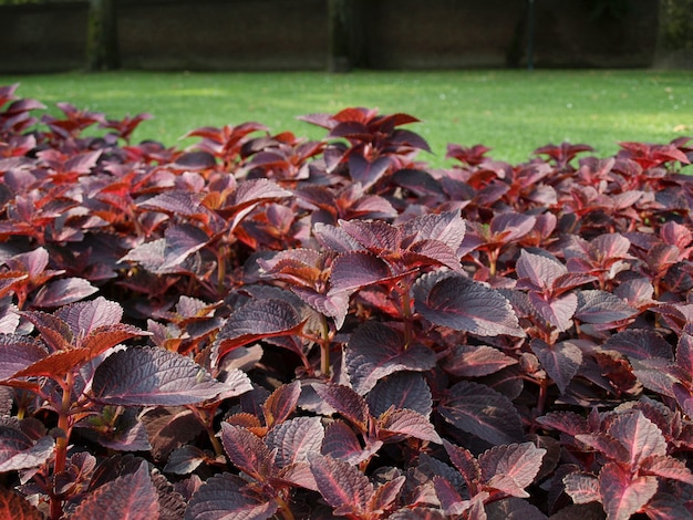 Pianta di ortica Coleus