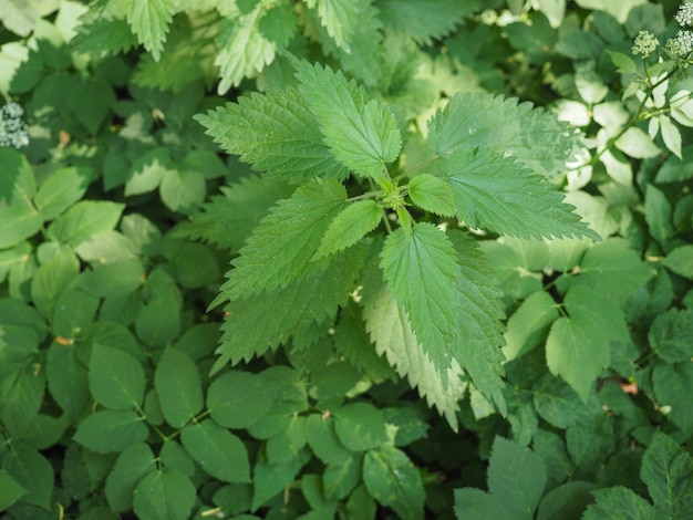 Pianta di Ortica Urtica