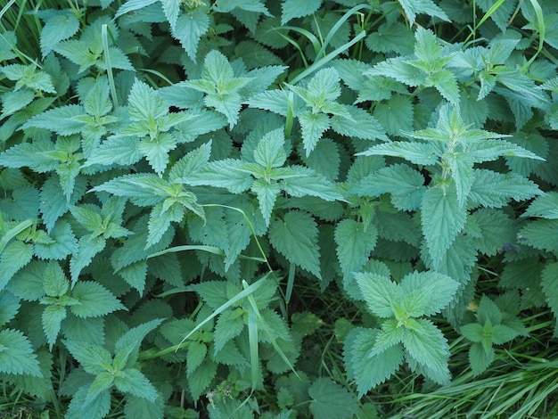 Pianta di Ortica Urtica