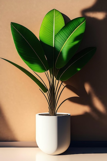 Pianta di palma tropicale verde in moderno vaso di design in legno marrone all'ombra delle foglie della luce solare su c bianco