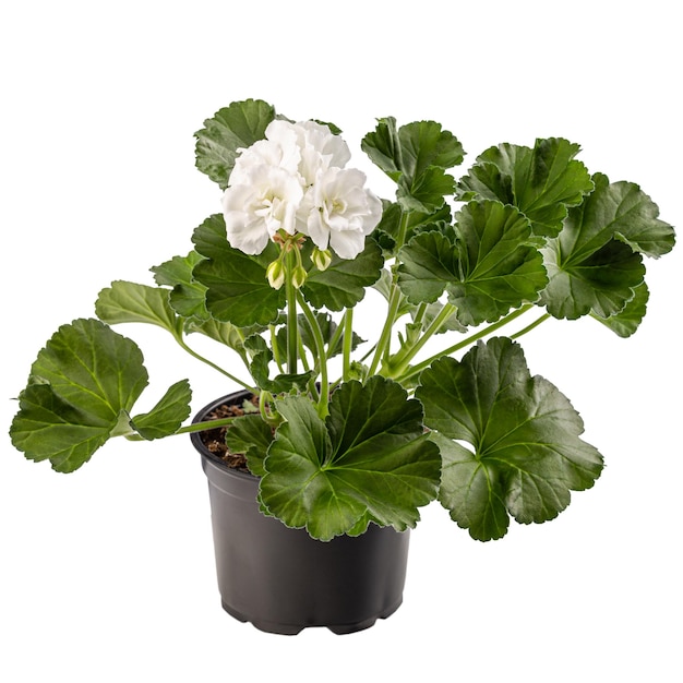 Pianta di pelargonium con fiore bianco