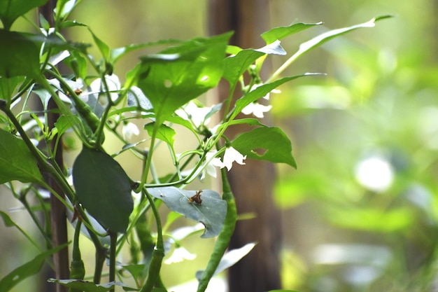 Pianta di peperoncino e il suo fiore