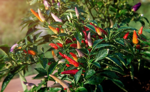 Pianta di peperoncino piccante colorata con illuminazione solare esterna.