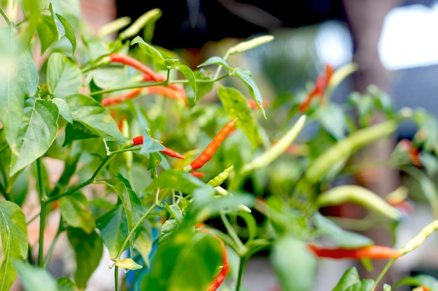 Pianta di peperoncino rosso