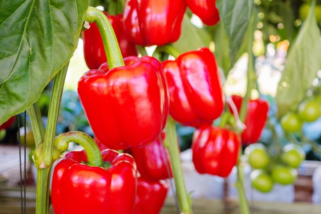 Pianta di peperone rosso che cresce in un giardino biologico