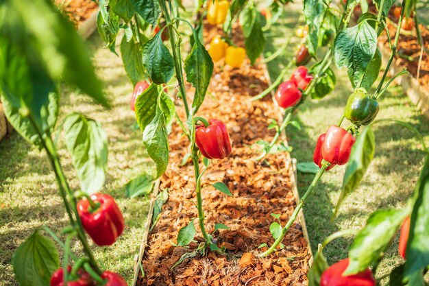 Pianta di peperone rosso che cresce nel giardino biologico