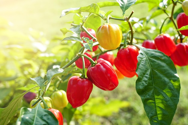 pianta di peperone rosso nell'albero della fattoria