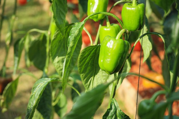 Pianta di peperone verde che cresce in un giardino biologico