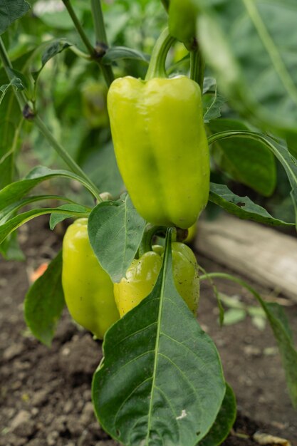 Pianta di peperone verde con frutti