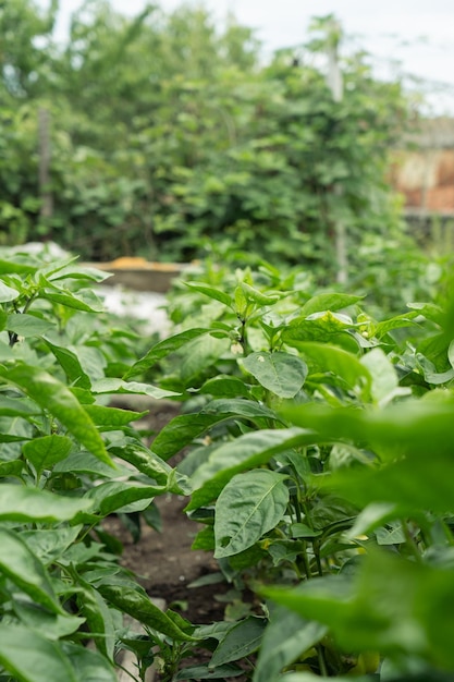 Pianta di peperone verde con frutti