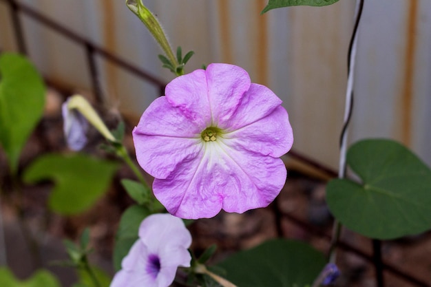 Pianta di petunia con fiori lilla