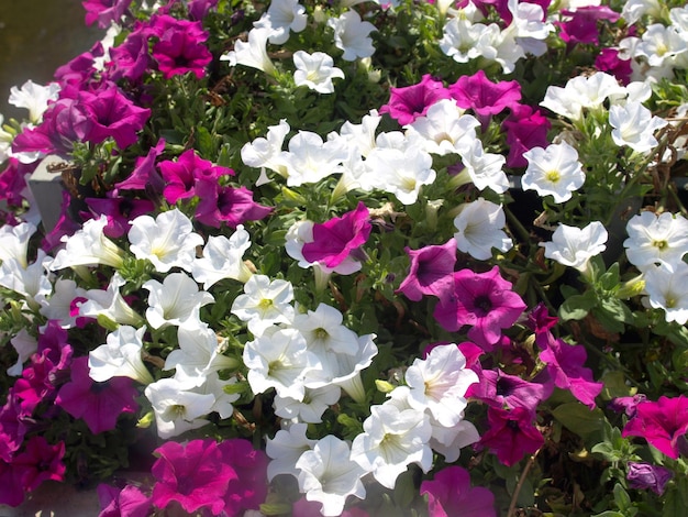 Pianta di petunia (Petunia atkinsiana) fiore viola e bianco