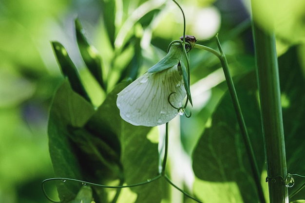 Pianta di pisello con fiore bianco nell'orto