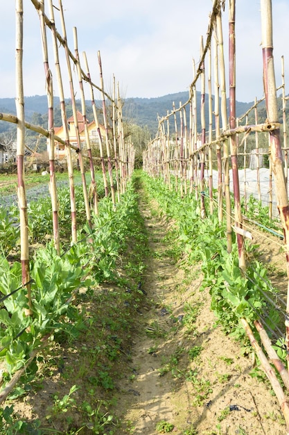 Pianta di pisello fagiolo di campo fagiolo di pisello ampio orto pianta alimentare agricoltura in crescita