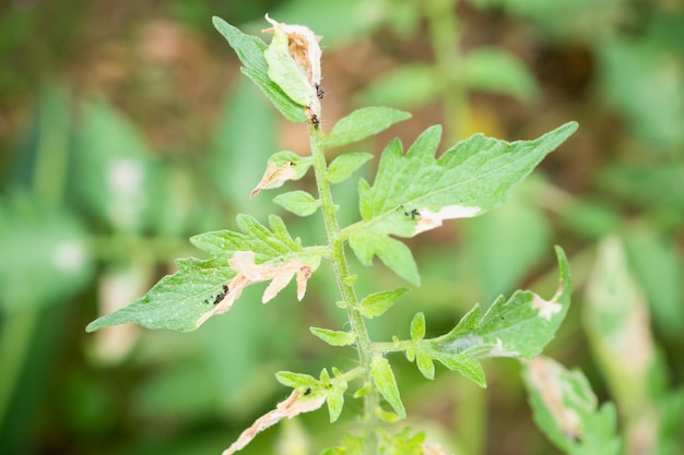 Pianta di pomodori con malattia sulle foglie