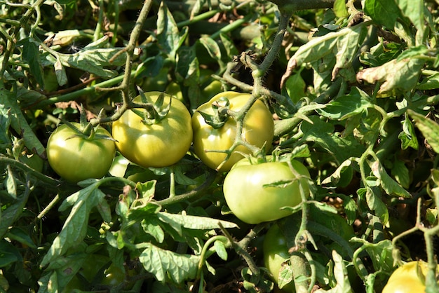 Pianta di pomodori fresca in azienda agricola biologica