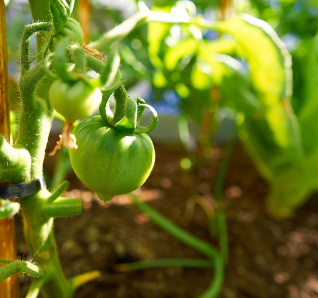 Pianta di pomodori verde in un frutteto