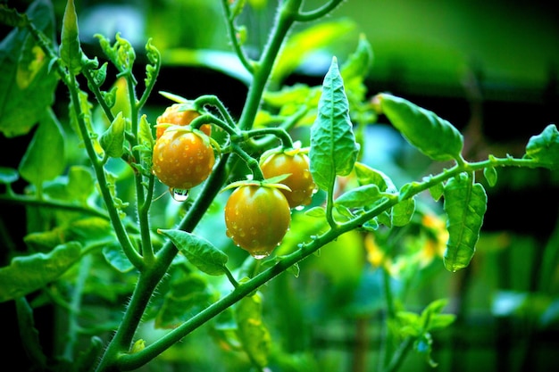 Pianta di pomodoro biologica che cresce sulla pianta