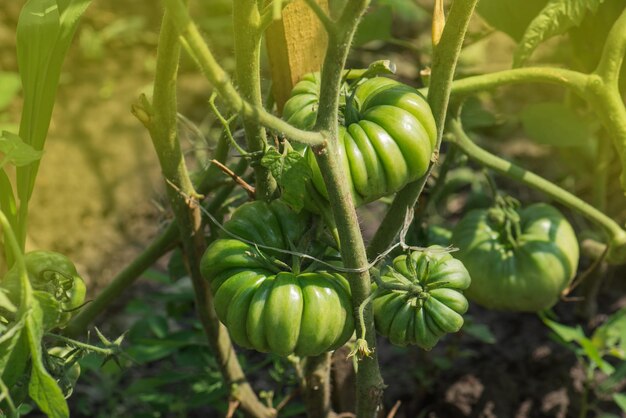 Pianta di pomodoro biologico acerbo Pomodori che crescono sulla vite