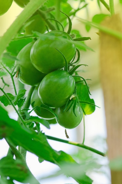 Pianta di pomodoro biologico acerbo Pomodori verdi nell'orto Pomodori acerbi su un ramo