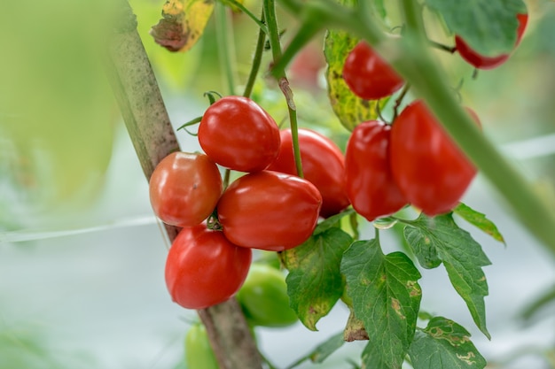 Pianta di pomodoro matura che cresce nei pomodori rossi gialli verdi deliziosi del giardino