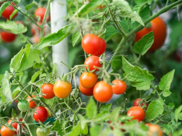 Pianta di pomodoro maturo in crescita Mazzo fresco di pomodori naturali rossi su un ramo in un orto biologico