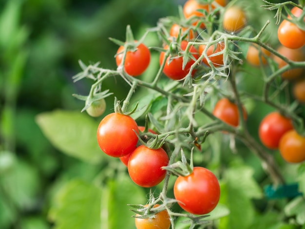 Pianta di pomodoro maturo in crescita Mazzo fresco di pomodori naturali rossi su un ramo in un orto biologico