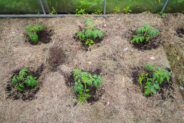 Pianta di pomodoro nostrana senza verdure nella fase iniziale di crescita.