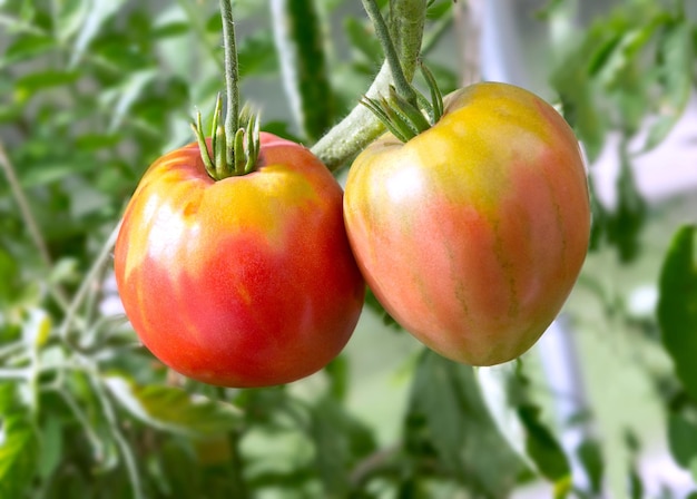 Pianta di pomodoro Pomodori rossi maturi coltivati in serra