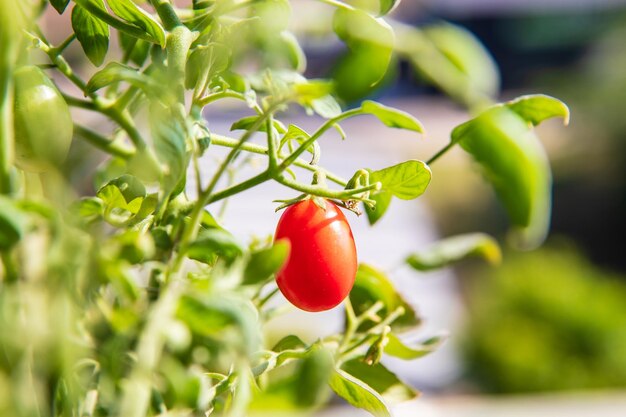 Pianta di pomodoro rosso fresco e maturo in giardino