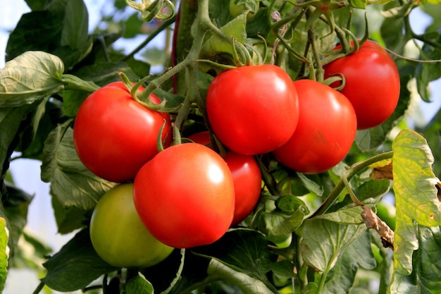 Pianta di pomodoro rosso maturo che cresce nella serra dell'azienda agricola