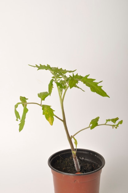 Pianta di pomodoro su sfondo bianco