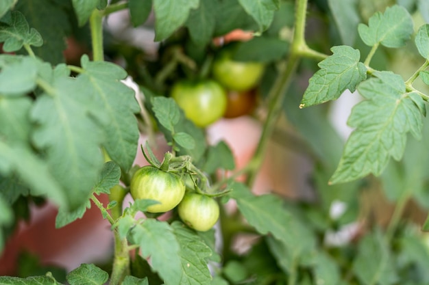 pianta di pomodoro