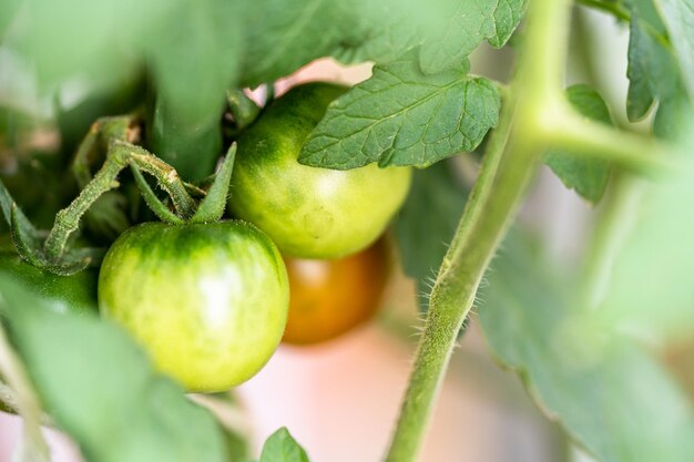 pianta di pomodoro