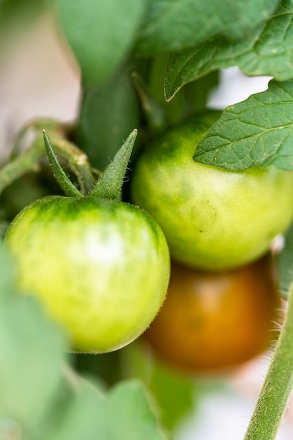 pianta di pomodoro