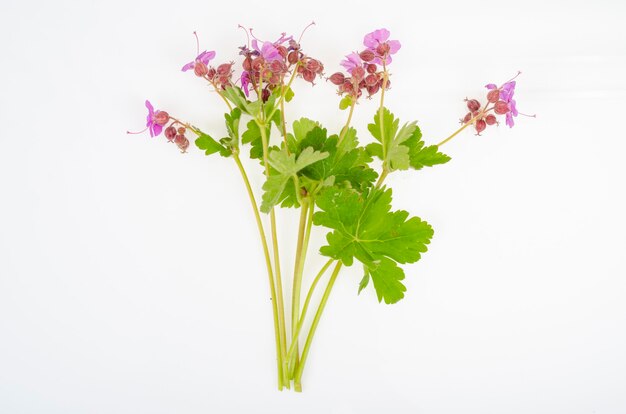 Pianta di prato selvatico con fiori rosa Studio Photo