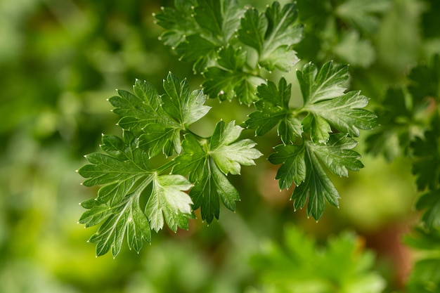 Pianta di prezzemolo all'aperto. Petroselinum crispum